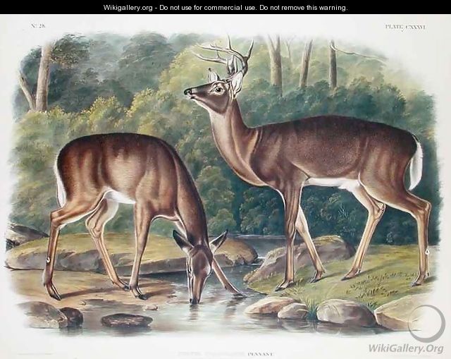 Common or Virginia Deer - (after) Audubon, John James - WikiGallery.org ...