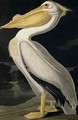 American White Pelican, from 