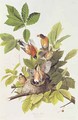 Turdus migratorius (American Robin) one male, two females and young - (after) Audubon, John Woodhouse