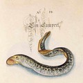 Sea Lamprey - Leonhard Baldner