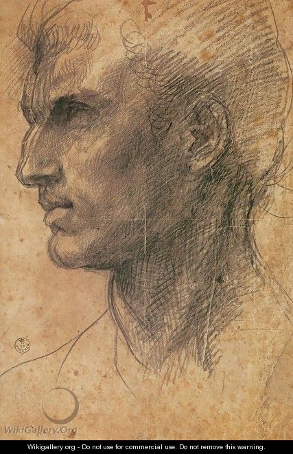 Head of a Man in Profile Facing Left - Andrea Del Sarto