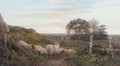 Evening Landscape With Sheep At Rest - George Shalders