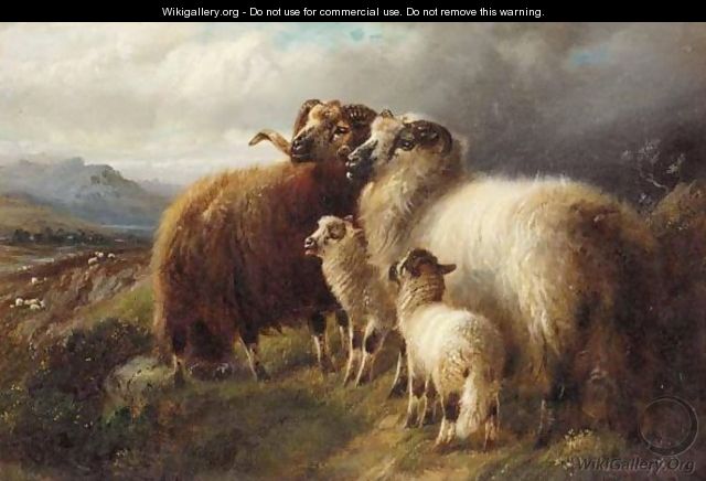 Highland Sheep - Robert Watson