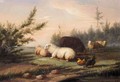 Sheep And Chicken - Jan Van Leemputten