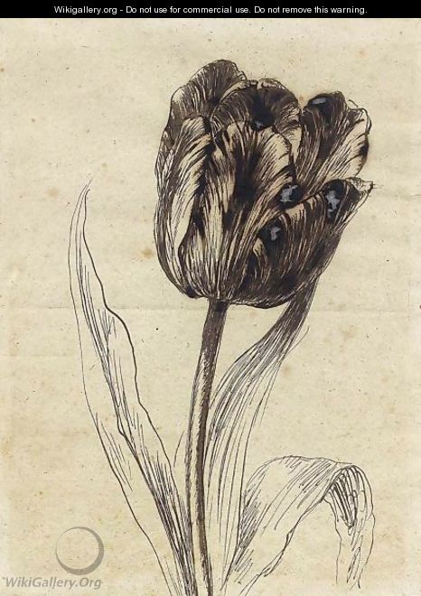 A Tulip - Gerard Van Spaendonck