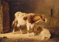 A Cow And Her Calf In A Stall - (after) Thomas Sidney Cooper