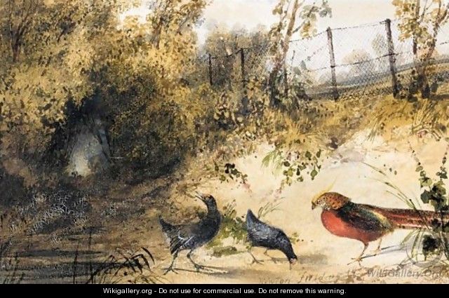 A Golden Pheasant And Moorhens - Newton Fielding