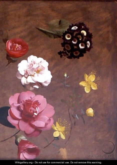 A Study Of Primulas, Camellias And Prunus - Antoine Chazal