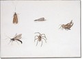 Insects - Pieter Withoos
