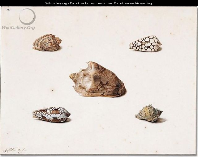 Five shells - Georgius van Os