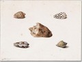 Five shells - Georgius van Os
