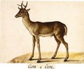 A Deer - German School