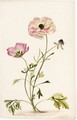 Persian Buttercups - Alida Withoos