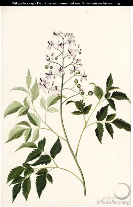 Study Of A Plant, Possibly A Danewort - Alida Withoos