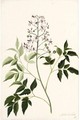 Study Of A Plant, Possibly A Danewort - Alida Withoos