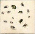 Sheet Of Studies Of Flies And Beetles - (after) Marie Geertruida Snabille