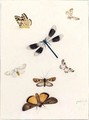 Sheet Of Studies Of Moths And A Dragonfly - Pieter Withoos