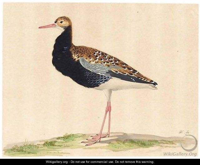 A Ruff In Summer Plumage - Pieter the Younger Holsteyn