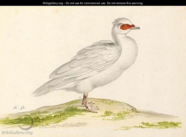 A White Duck - Pieter the Younger Holsteyn