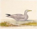 A Young Herring Gull - Pieter Withoos