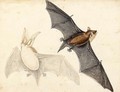 A Long-Eared Bat And A Pipistrelle - German School