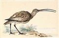 A Whimbrel - Abraham Meertens