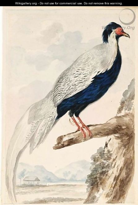A Silver Pheasant - Abraham Meertens