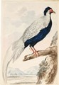 A Silver Pheasant - Abraham Meertens