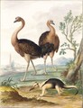 Two Ostriches And An Ant-Eater In A Landscape - Johannes Bronckhorst