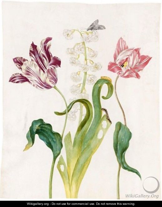 A White And Violet Tulip, A Hyacinth, A White And Red Tulip And A Marbled Tuffett And Its Pupa And Caterpillar - Johanna Helena Herolt Graff