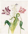 A White And Violet Tulip, A Hyacinth, A White And Red Tulip And A Marbled Tuffett And Its Pupa And Caterpillar - Johanna Helena Herolt Graff