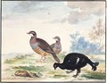 A Black Grouse And A Pair Of Red-Legged Patridge - Johannes Bronckhorst