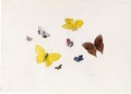 Butterflies And Moths - Anton Henstenburgh