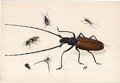 Seven Exotic Beetles - Johannes Bronckhorst