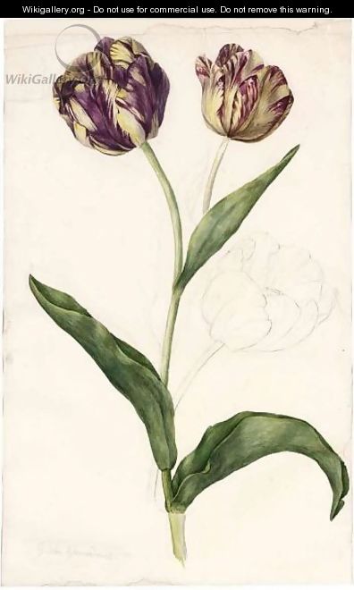 Three Tulips - Dutch School