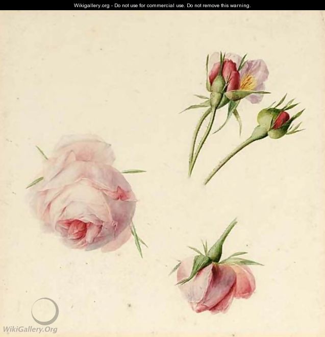 Studies Of Roses - Albertus Jonas Brandt