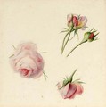Studies Of Roses - Albertus Jonas Brandt