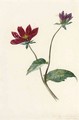 A Dahlia - Jeanette De La Bassecour Caan