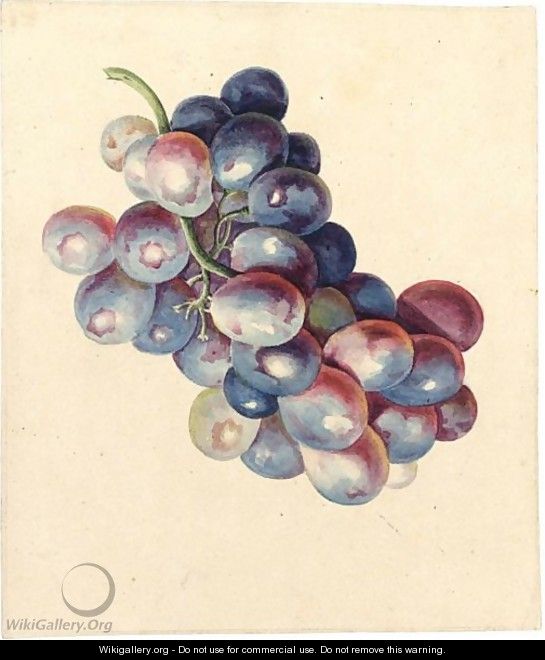 A Bunch Of Blue Grapes - David Haim Cohen Pareira