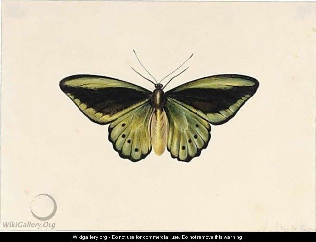 A Butterfly - Maria Margaretha Van Os