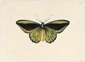 A Butterfly - Maria Margaretha Van Os