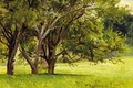 Trees In Summer - Andrei Nikolaevich Shilder