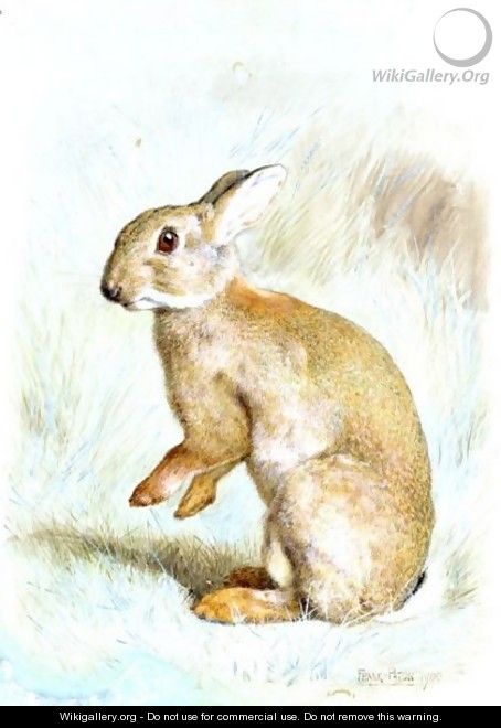 Study Of A Rabbit - Frank Paton