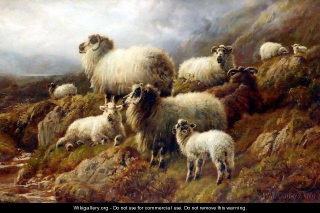 Highland Sheep 2 - Robert Watson