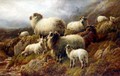 Highland Sheep 2 - Robert Watson