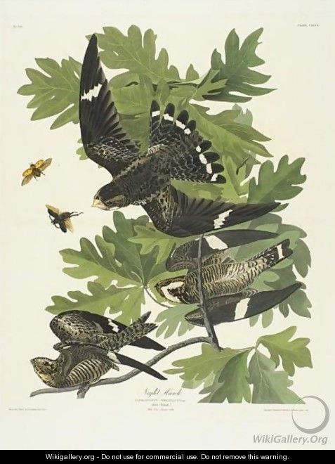 Night Hawk - John James Audubon