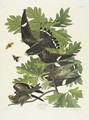 Night Hawk - John James Audubon