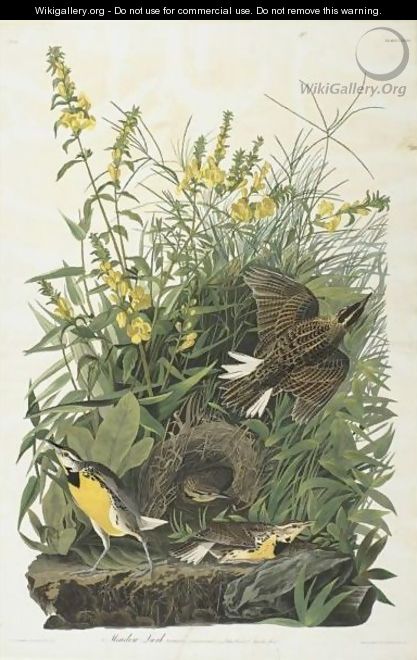 Meadow Lark (Plate Cxxxvi) - John James Audubon