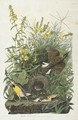 Meadow Lark (Plate Cxxxvi) - John James Audubon