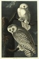 Snowy Owl - John James Audubon